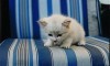 English: White kitten with long hair. Français...